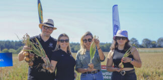 Cebule 10+ i wysokie plony 2024