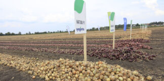 Cebulowe Show w Więcławicach