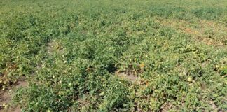 Problemy na plantacjach pomidorów polowych Problemy na plantacjach pomidorów polowych