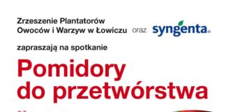 Pomidory do przetwórstwa