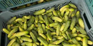Podaż ogórków niewielka a ceny spadają