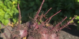 Warzywa w liczbach: uprawy buraków ćwikłowych w Polsce 2024