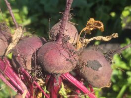 ABC uprawy buraka ćwikłowego Nawożenie buraka ćwikłowego w fazie intensywne rozwoju korzenia spichrzowego