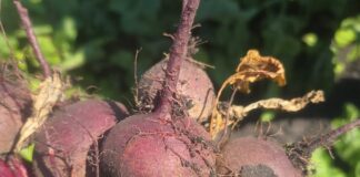 Nawożenie buraka ćwikłowego w fazie intensywne rozwoju korzenia spichrzowego Nawożenie buraka ćwikłowego w fazie intensywne rozwoju korzenia spichrzowego