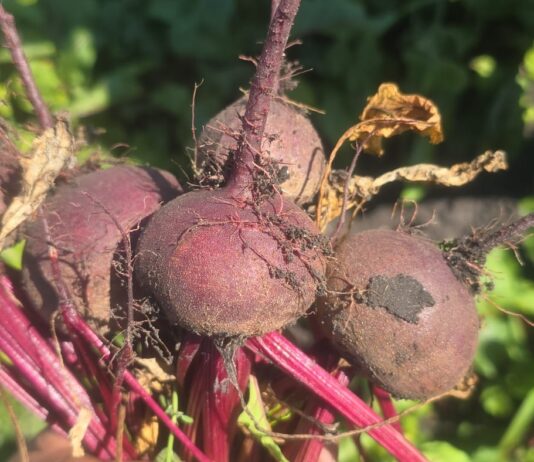 Nawożenie buraka ćwikłowego w fazie intensywne rozwoju korzenia spichrzowego Nawożenie buraka ćwikłowego w fazie intensywne rozwoju korzenia spichrzowego