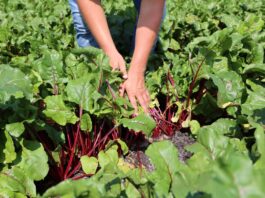 Walka o wysokiej jakości plon buraka ćwikłowego – taka forma nawożenia jest bardzo ważna Walka o wysokiej jakości plon buraka ćwikłowego - taka forma nawożenia jest bardzo ważna