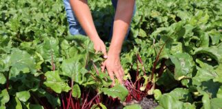 Walka o wysokiej jakości plon buraka ćwikłowego – taka forma nawożenia jest bardzo ważna Walka o wysokiej jakości plon buraka ćwikłowego - taka forma nawożenia jest bardzo ważna