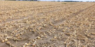 Uprawa cebuli w Polsce 2024. Która gmina jest numerem 1.