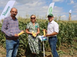 Najsłodsza odmiana kukurydzy cukrowej Najsłodsza odmiana kukurydzy cukrowej