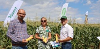 Najsłodsza odmiana kukurydzy cukrowej Najsłodsza odmiana kukurydzy cukrowej