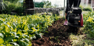 Czy azofoskę można rozpuszczać w wodzie? Czy azofoskę można rozpuszczać w wodzie?