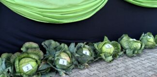 Najcięższa kapusta – Małopolskie Dni Kapusty – Charsznica 2024 Najcięższa kapusta - Małopolskie Dni Kapusty - Charsznica 2024