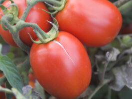 Pomidory zaczynają pękać. Czy możemy zapobiec? pękanie pomidorów