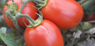 Pomidory zaczynają pękać. Czy możemy zapobiec? pękanie pomidorów