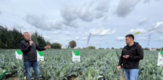 Odmiany kalafiora i brokułu zaprezentowane przez Syngenta w Sobianowicach