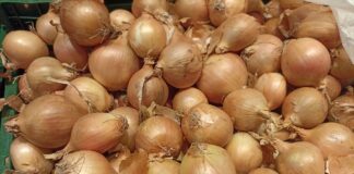 Aktualne ceny cebuli w hurcie i detalu (23 września 2024) ceny cebuli