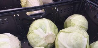 Jakie ceny kapusty w drugiej połowie września? (Hurt i detal)