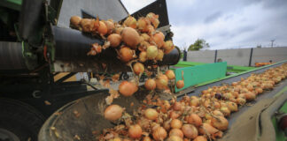 Zbiory cebuli 2024. Sezon trudny a plony niskie