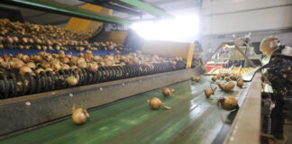 Globalny przegląd rynku cebuli 2024, cz. II Afryka Południowa, Egipt i Europa