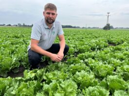 Biostymulacja i wsparcie biologiczne sałaty Biostymulacja i wsparcie biologiczne sałaty