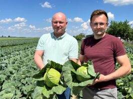 Agrowłóknina na kapuście – czy było warto?