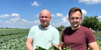 Agrowłóknina na kapuście – czy było warto?