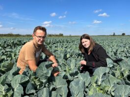 Zabezpieczenie kapusty przed szkodnikami i stresem oprysk na szkodniki kapusty