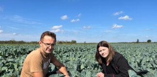 Zabezpieczenie kapusty przed szkodnikami i stresem oprysk na szkodniki kapusty