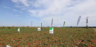 Pomidory do przetwórstwa (cz. I)