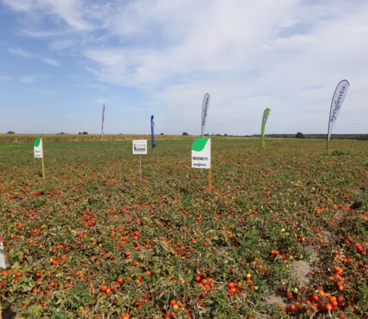 Pomidory do przetwórstwa (cz. I)