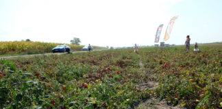 Wielkopolskie Święto Pomidora w Rogożewie. Przy zbiorach…  o pomidorach.