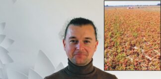 Surowiec bliżej przetwórni – pomidory gruntowe na Opolszczyźnie