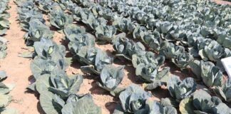 Weekendowe szkolenia warzywnicze. Co przed nami? Weekendowe szkolenia warzywnicze. Co przed nami?