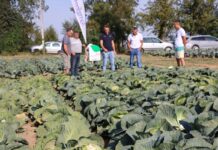Szkolenia polowe z warzyw – sprawdź najbliższe terminy