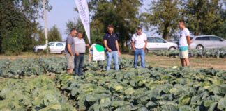 Tylko o nowych odmiana kapusty