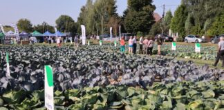 Dni kapusty w Charsznicy 2025. Co nas czeka?
