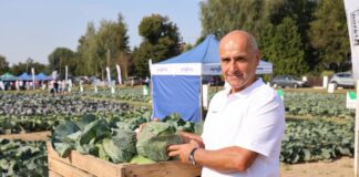 Te trzy odmiany kapust zasługują na uwagę Te trzy odmiany kapust zasługują na uwagę