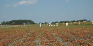 Jaką odmianę pomidora polowego wybrać do uprawy? – odwieczny dylemat plantatorów..