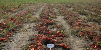 Święto Pomidora w Rogożewie: innowacje, biologiczna ochrona i zrównoważone rolnictwo.