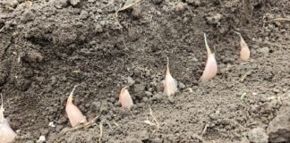 Wszystko o uprawie czosnku. Kiedy sadzić, żeby osiągnąć jak najlepsze plony?