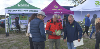Kalafior, brokuł, kapusta. Przegląd nowych odmian