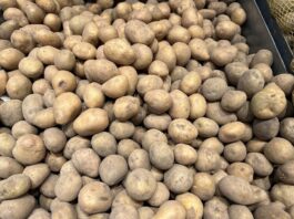 Czy czeka nas wzrost cen ziemniaków? cena ziemniaków