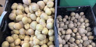 Notowania cen ziemniaków. Po ile w hurcie, a po ile w detalu?