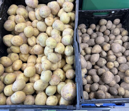 Notowania cen ziemniaków. Po ile w hurcie, a po ile w detalu?