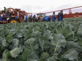 Kalafior i brokuł – ceny surowca dla przemysłu