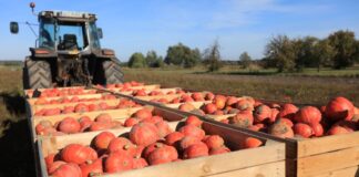 Warzywnicze podsumowanie tygodnia: 14 – 18 października