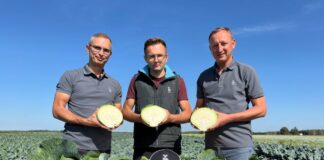 Odmiany kapusty na trudny sezon (cz. I)