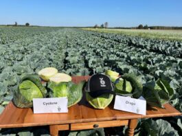 Odmiany kapusty na trudny sezon (cz. 2)