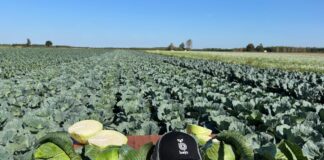 Odmiany kapusty na trudny sezon (cz. 2)