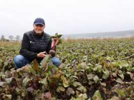 Projekt Burak ćwikłowy #profesjonalnie – wdrożenia i innowacje burak ćwikłowy